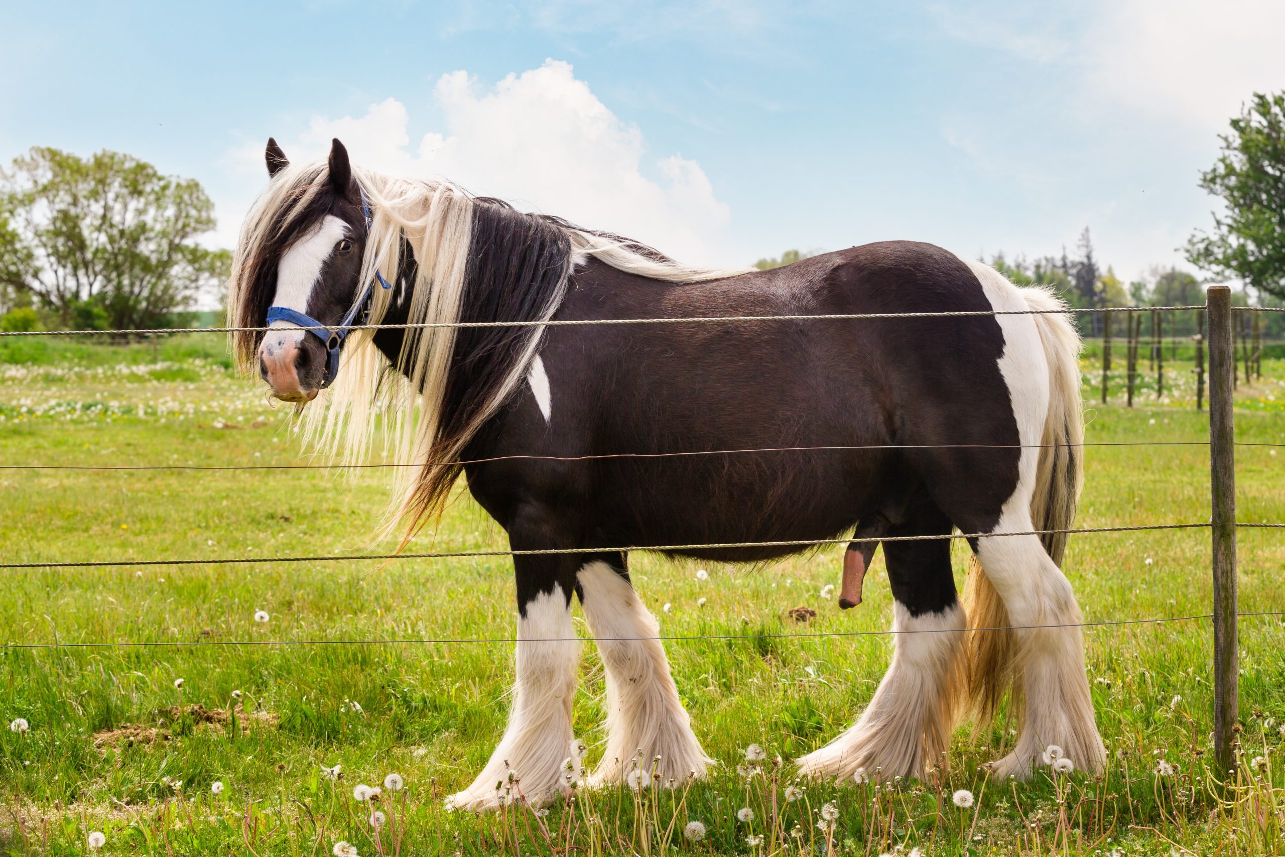Big horse