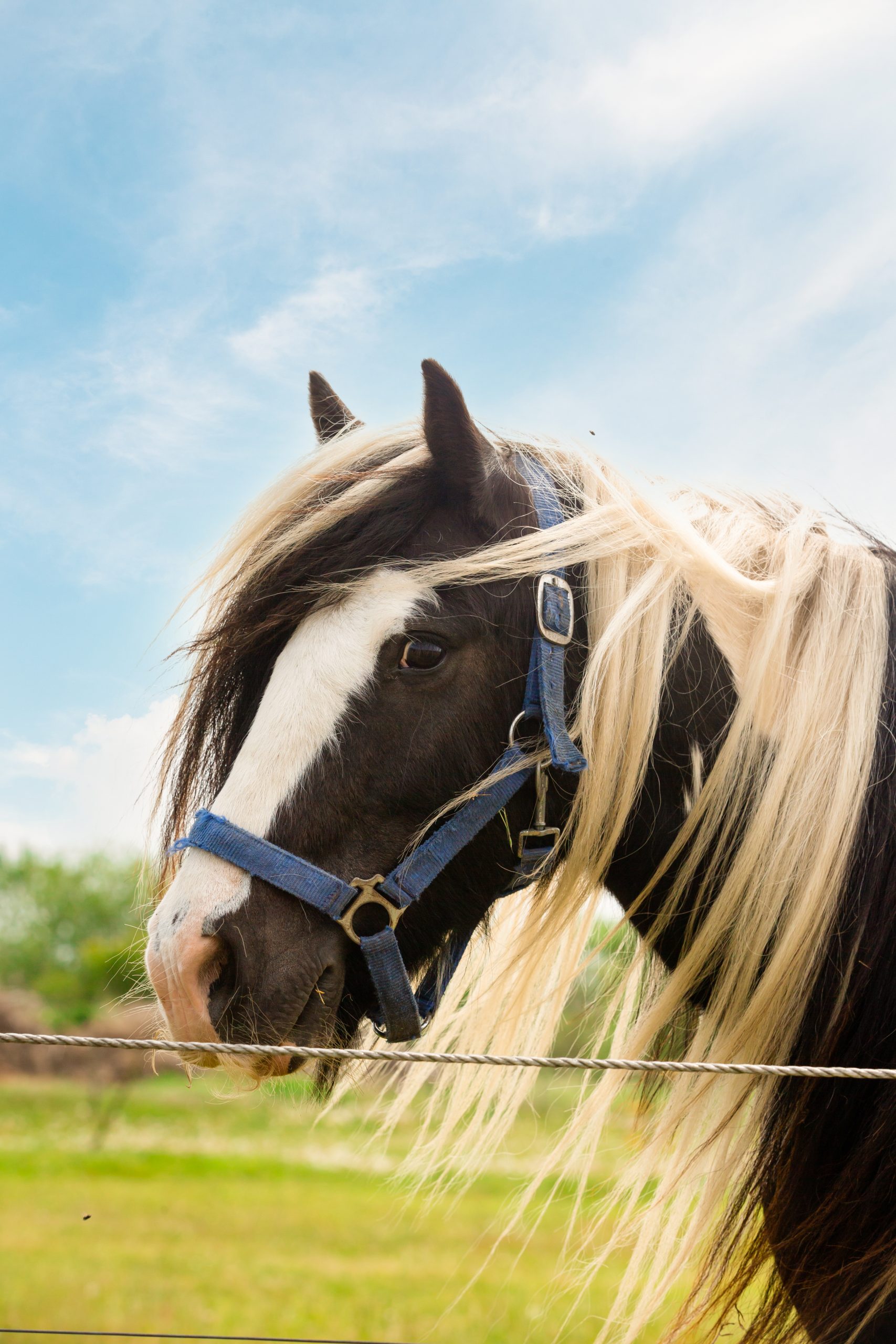 Hest 2