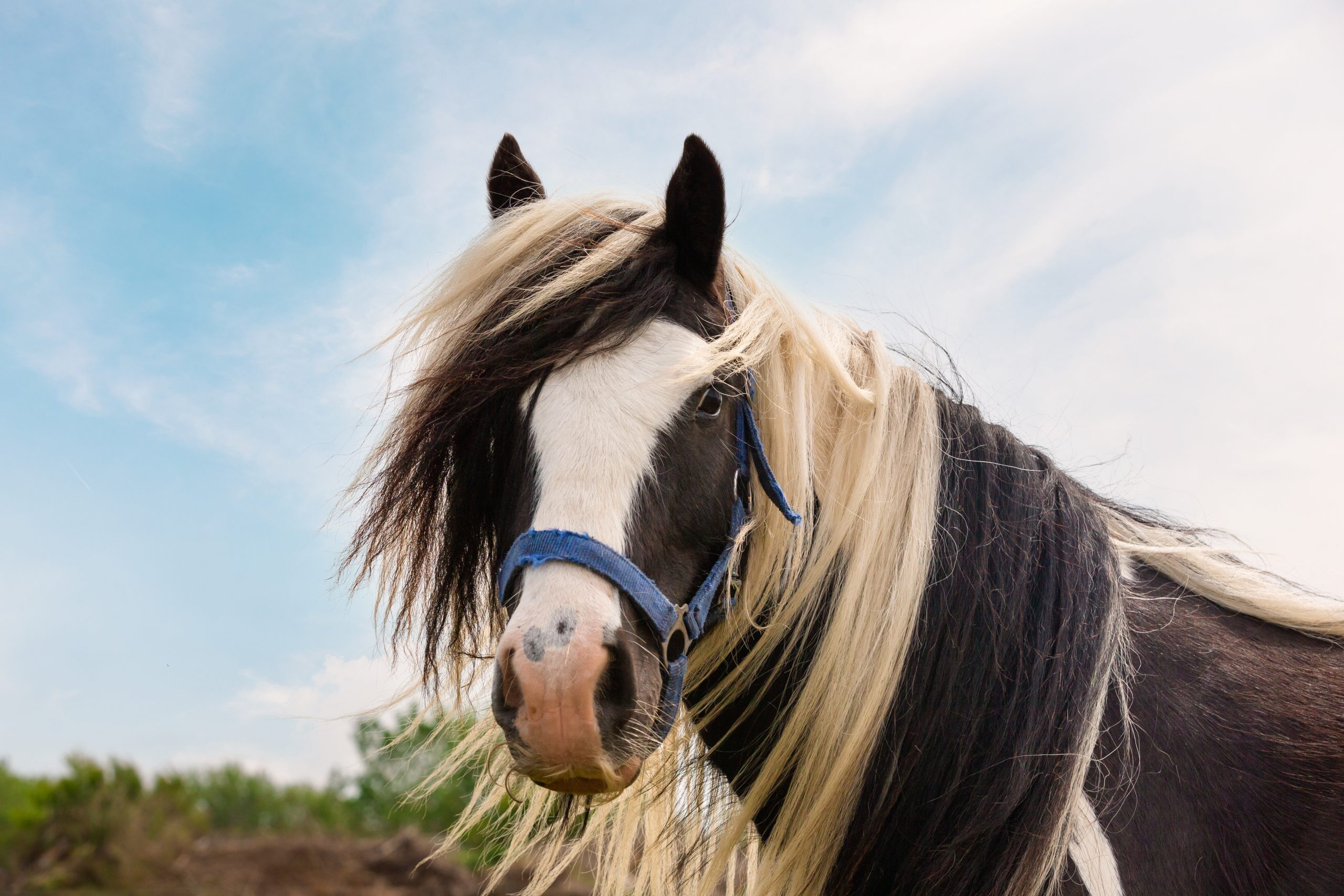 Hest