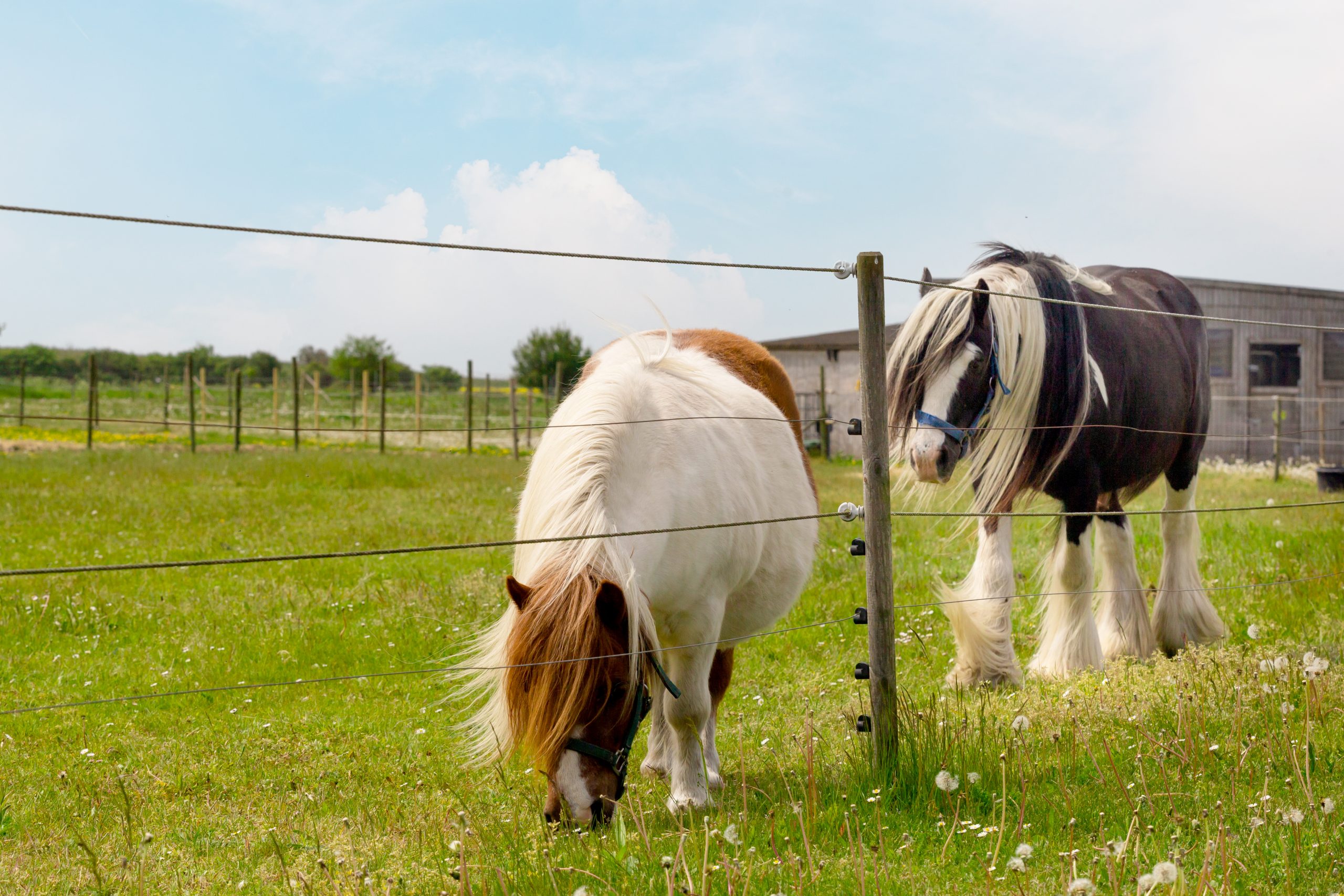 Horses