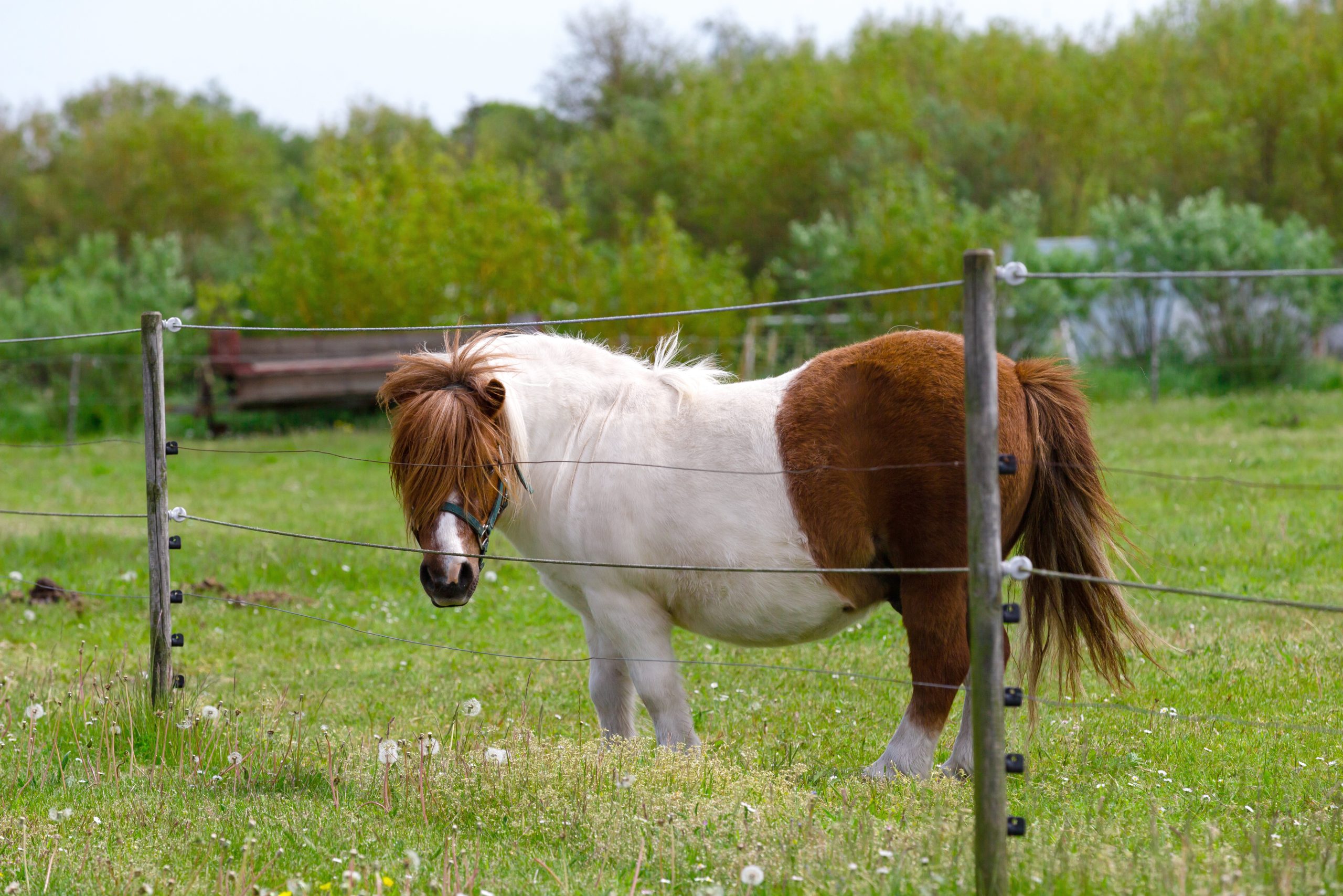 Pony